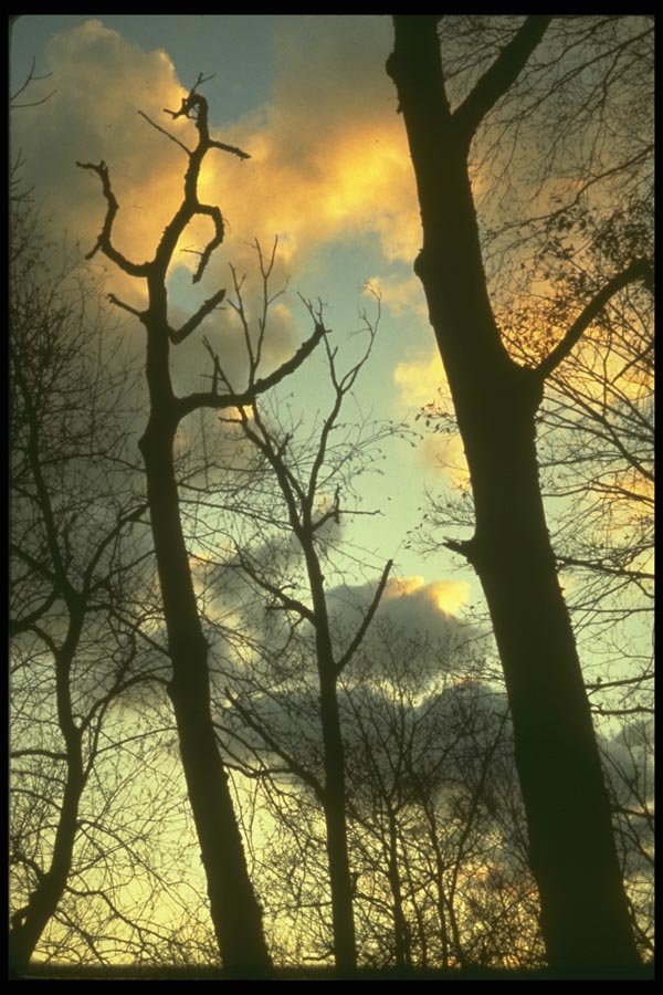 176020 Trees And Sunset, New Jersey A4 Photo Print