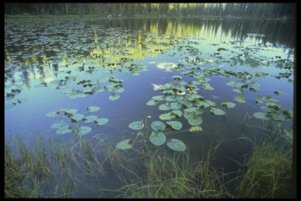 176028 Water Lilies, Wyoming A4 Photo Print