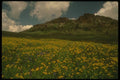 176030 Flower Fields Near Sonora Pass, California A4 Photo Print