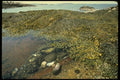 176031 Coastal Maine A4 Photo Print