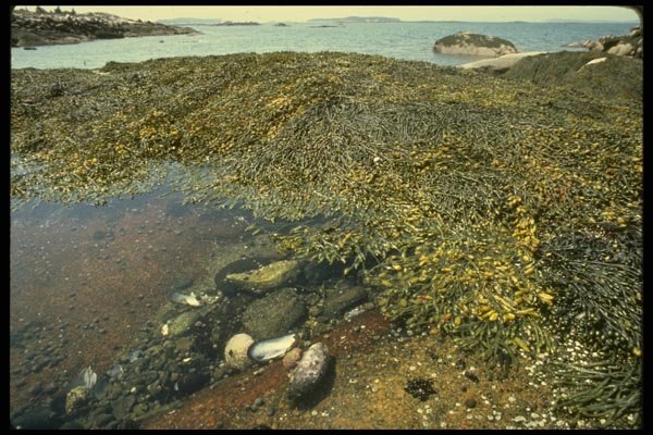 176031 Coastal Maine A4 Photo Print