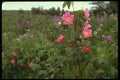 176047 Wild Rose, Kenai, Alaska A4 Photo Print