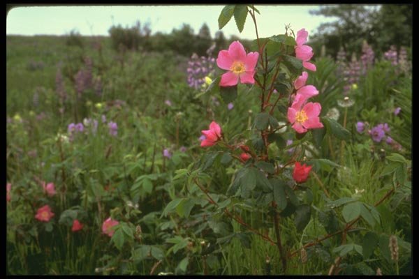 176047 Wild Rose, Kenai, Alaska A4 Photo Print