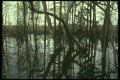 176052 Reflections In The Woods, Delaware A4 Photo Print