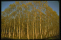176054 Trees In Autumn A4 Photo Print