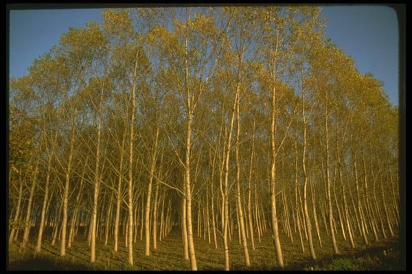 176054 Trees In Autumn A4 Photo Print