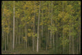 176055 Changing Aspens Above Santa Fe A4 Photo Print