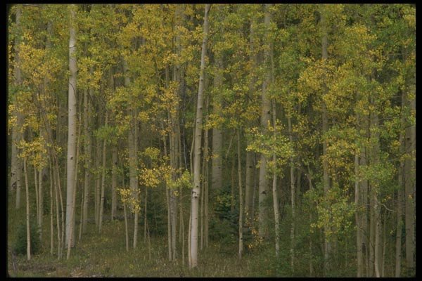 176055 Changing Aspens Above Santa Fe A4 Photo Print
