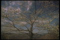 176057 Spring, Shenandoah A4 Photo Print