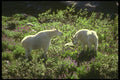176061 Mountain Goats, Washington A4 Photo Print