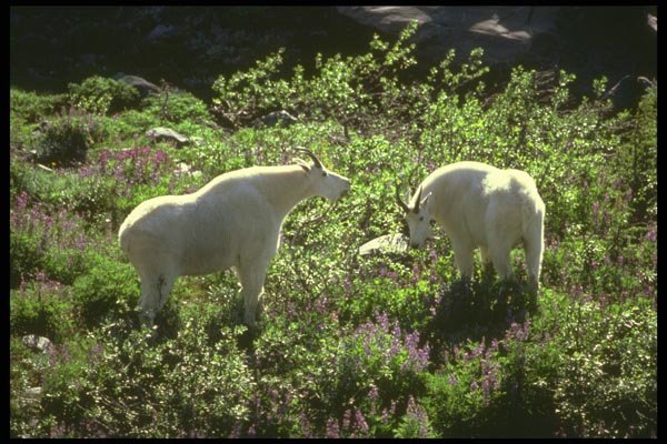 176061 Mountain Goats, Washington A4 Photo Print