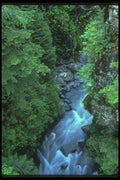 176063 Hoh River, Olympic National Park, Washington A4 Photo Print