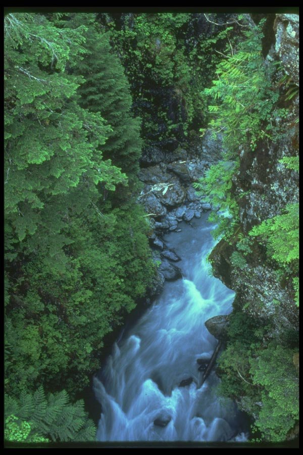 176063 Hoh River, Olympic National Park, Washington A4 Photo Print