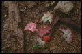 176067 Autumn Leaves, Adirondacks, New York A4 Photo Print
