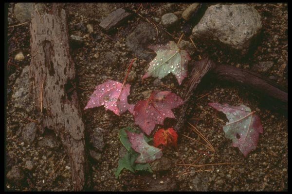 176067 Autumn Leaves, Adirondacks, New York A4 Photo Print