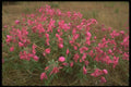 176068 Flowers On The Tundra, Alaska A4 Photo Print