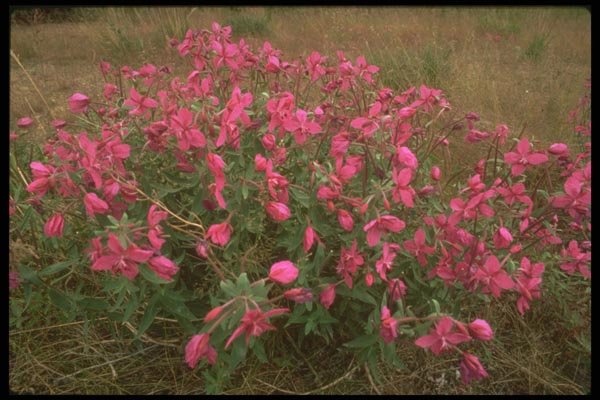 176068 Flowers On The Tundra, Alaska A4 Photo Print