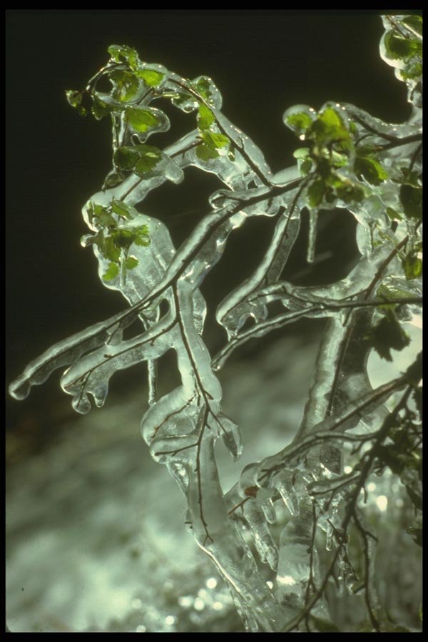 176069 Early Autumn Ice, California A4 Photo Print