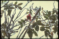 176070 Winter Ice Storm, New York A4 Photo Print
