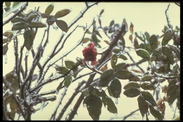 176070 Winter Ice Storm, New York A4 Photo Print
