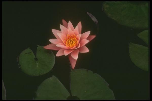 176071 Water Lily, Pennsylvania A4 Photo Print
