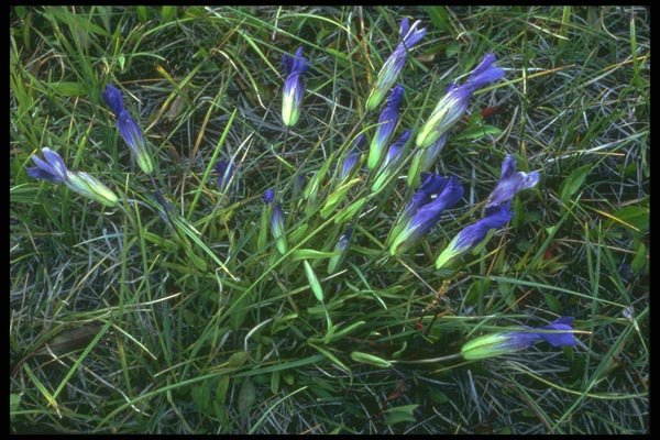 176073 Wild Irises, Wyoming A4 Photo Print