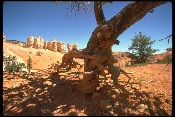 177066 Tree, Bryce Canyon A4 Photo Print