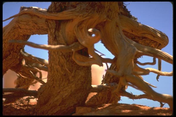 177067 Tree, Bryce Canyon A4 Photo Print