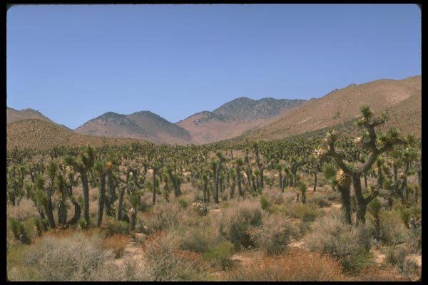 177070 Joshua Tree A4 Photo Print
