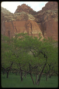 177071 Capital Reef A4 Photo Print