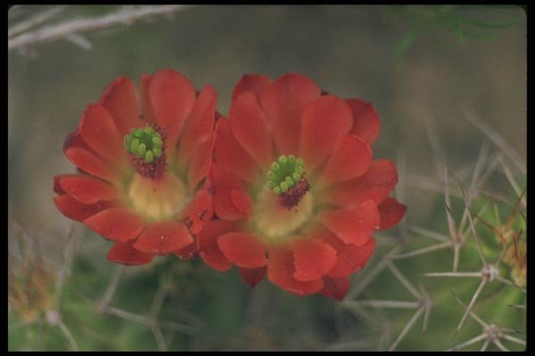 177072 Cactus Blooms In The Spring A4 Photo Print