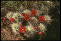 177073 Cactus Blooms In The Spring A4 Photo Print