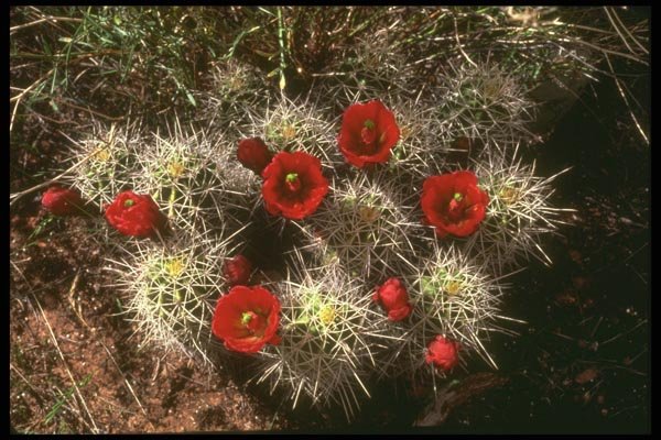 177073 Cactus Blooms In The Spring A4 Photo Print
