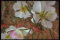 177074 Cactus Blooms In The Spring A4 Photo Print