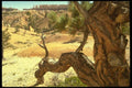 177093 Trees, Bryce Canyon A4 Photo Print
