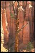 177096 Tree, Bryce Canyon A4 Photo Print