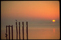 178010 Birds On Pier Pilings During Sunset A4 Photo Print