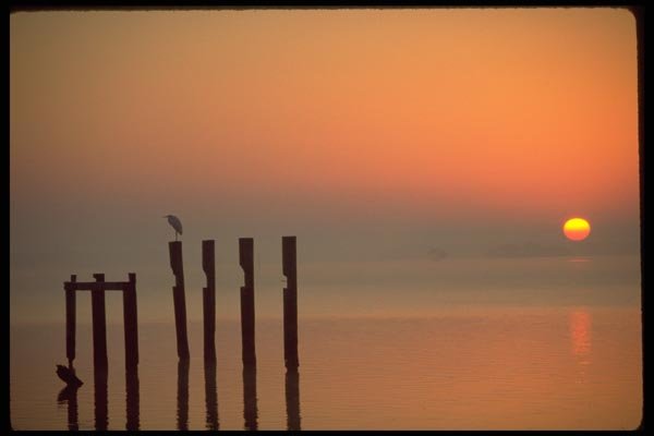 178010 Birds On Pier Pilings During Sunset A4 Photo Print