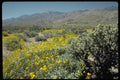 178025 Brittle Bush And Cholla, California Desert A4 Photo Print