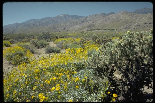 178025 Brittle Bush And Cholla, California Desert A4 Photo Print