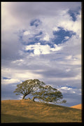 178027 Lone Tree On Hill With Clouds A4 Photo Print