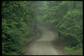 178029 Dirt Road Through Trees A4 Photo Print