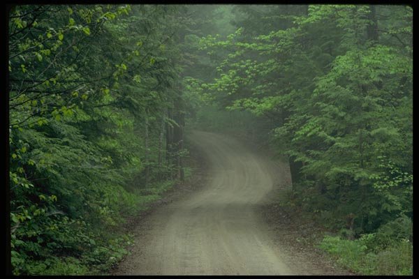 178029 Dirt Road Through Trees A4 Photo Print