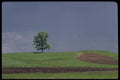178030 Tree On Hill With Soil A4 Photo Print