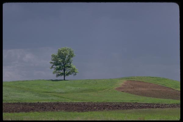 178030 Tree On Hill With Soil A4 Photo Print