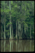 178031 Trees And Spanish Moss A4 Photo Print