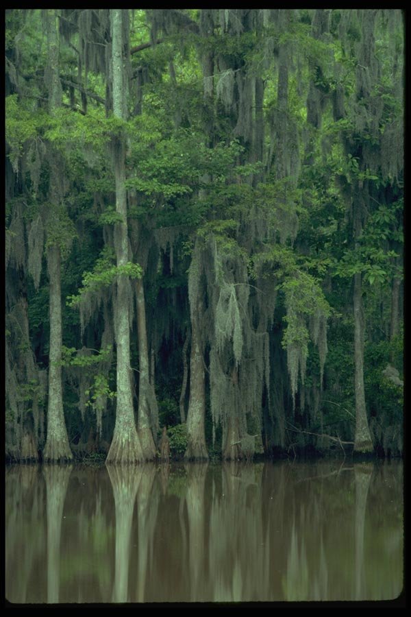 178031 Trees And Spanish Moss A4 Photo Print