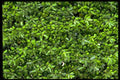 178032 Boxwood Hedge A4 Photo Print