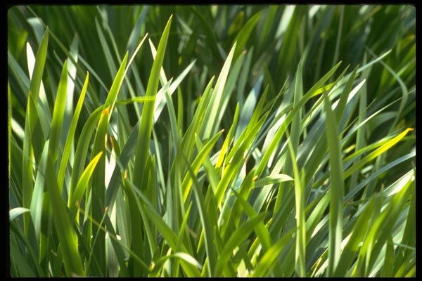 178033 Tall Grass In Sunlight A4 Photo Print