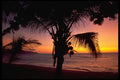 178035 Tropical Sunset With Palm Tree A4 Photo Print